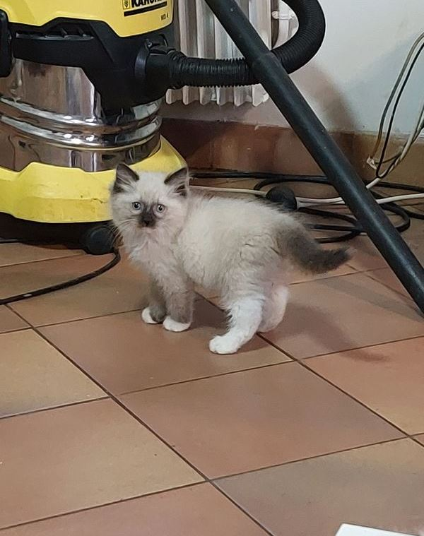 Chaton mâle et femelle