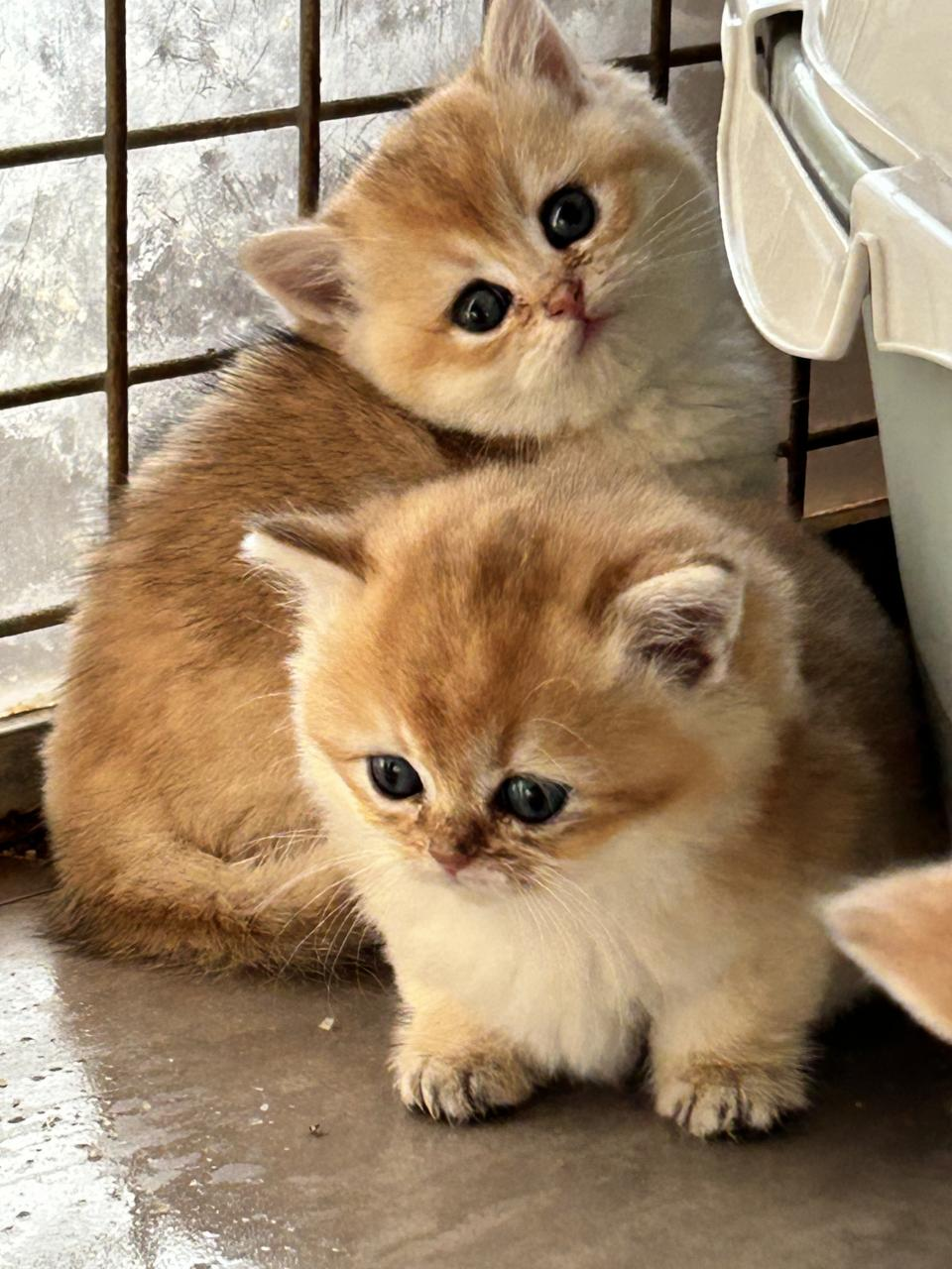 Chaton pour adoption