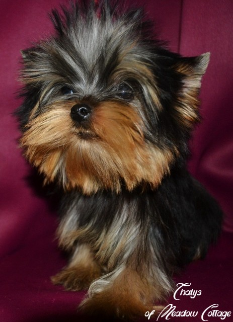Superbes chiots Yorkshire Lof