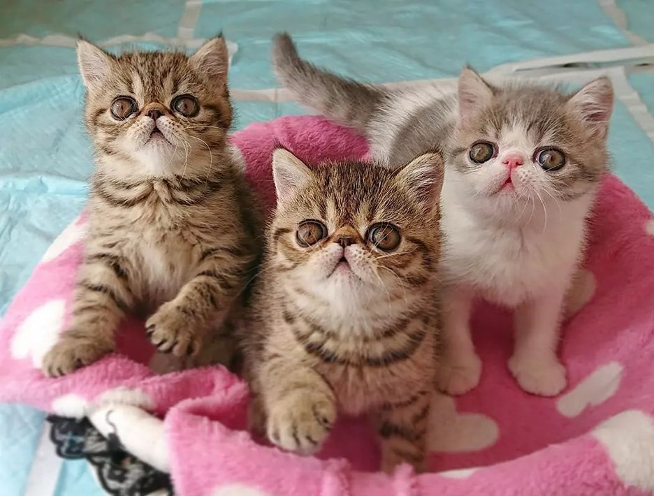 Chatons exotiques à poils courts