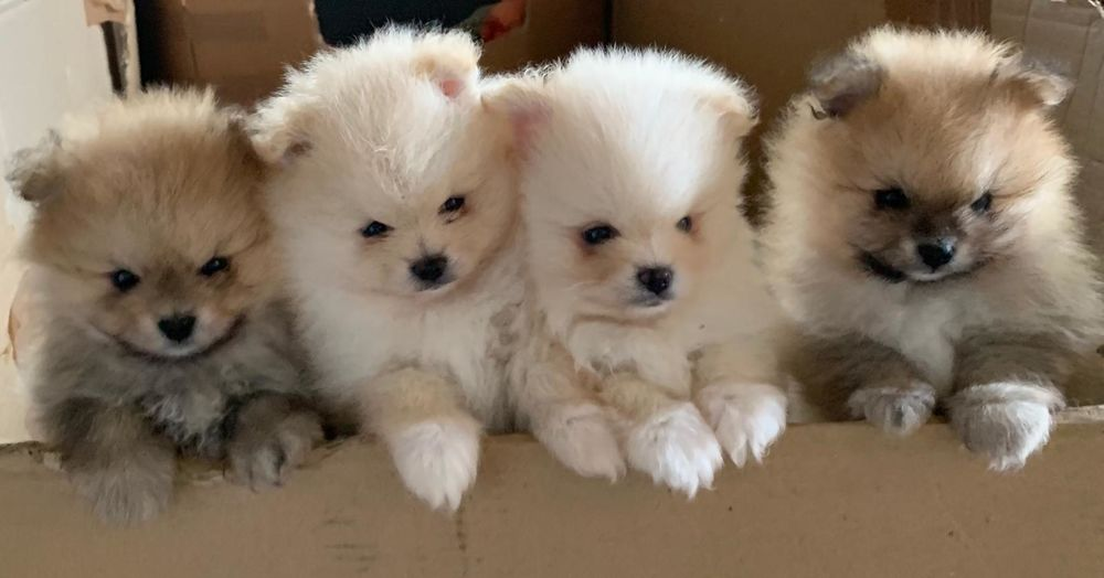 Magnifiques chiots spitz nain lof
