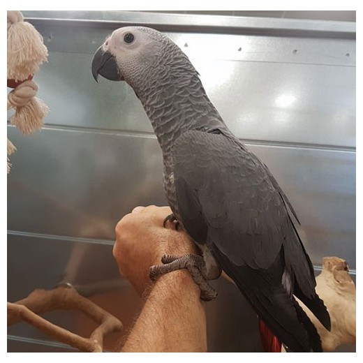 Adorable petits bébés gris du Gabon male et femelle disponibles