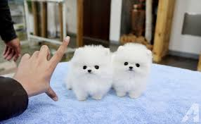 De beaux chiots poméraniens pour votre maison