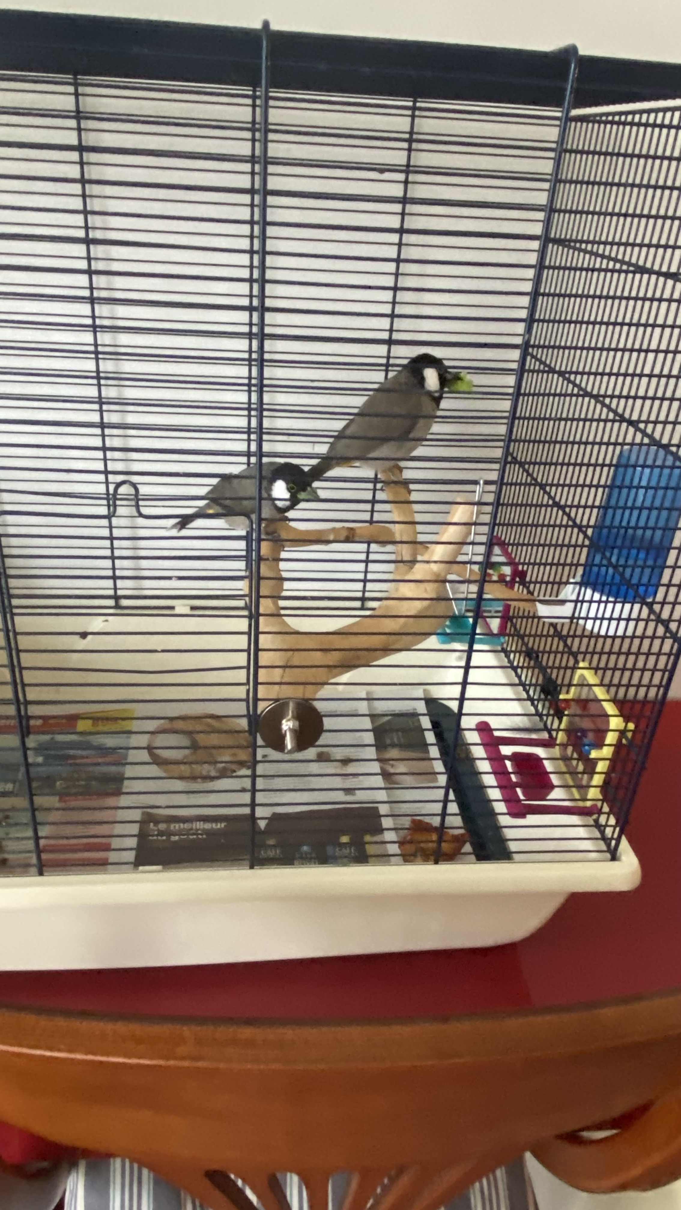 Couple bulbul