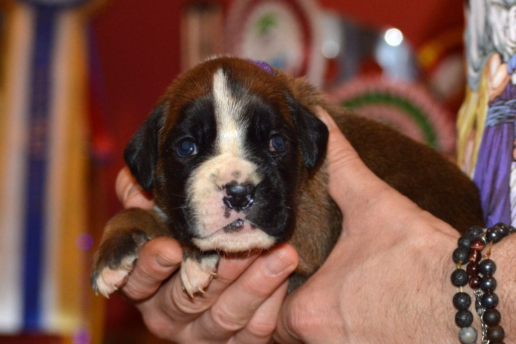 Adorable chiot boxer à réservé