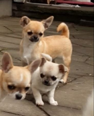 Chiots Chihuahua Adorable