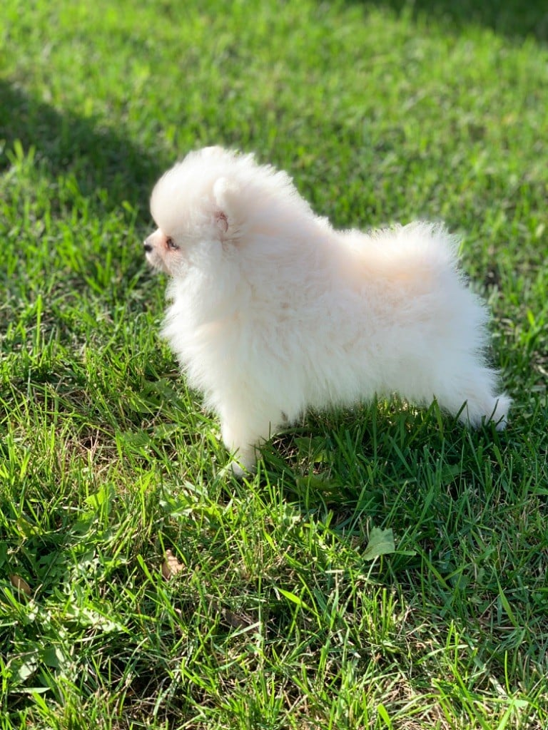 Adorables chiots Spitz nain à donner