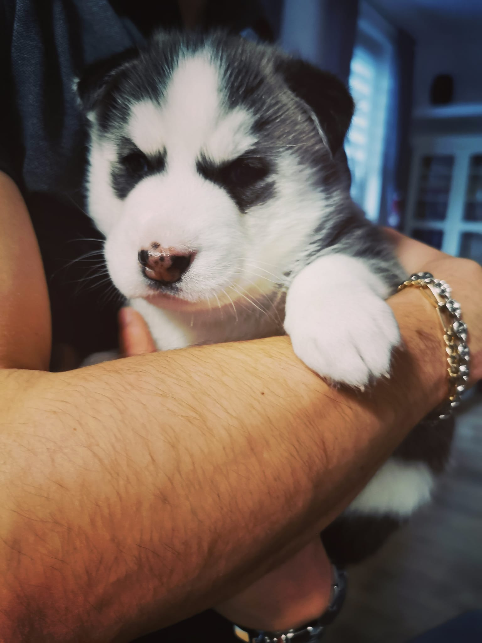 Chiots Husky Sibérien Adoption