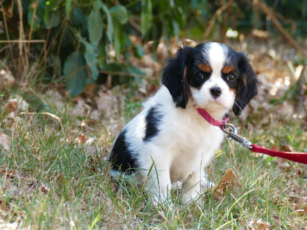 Chiot cavalier king charles