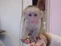 Subime BEBE SINGE CAPUCIN A DONNER