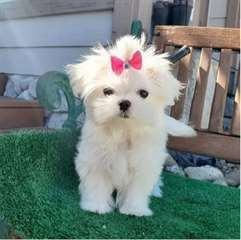 Adorable chiot bichon maltais femelle à donner