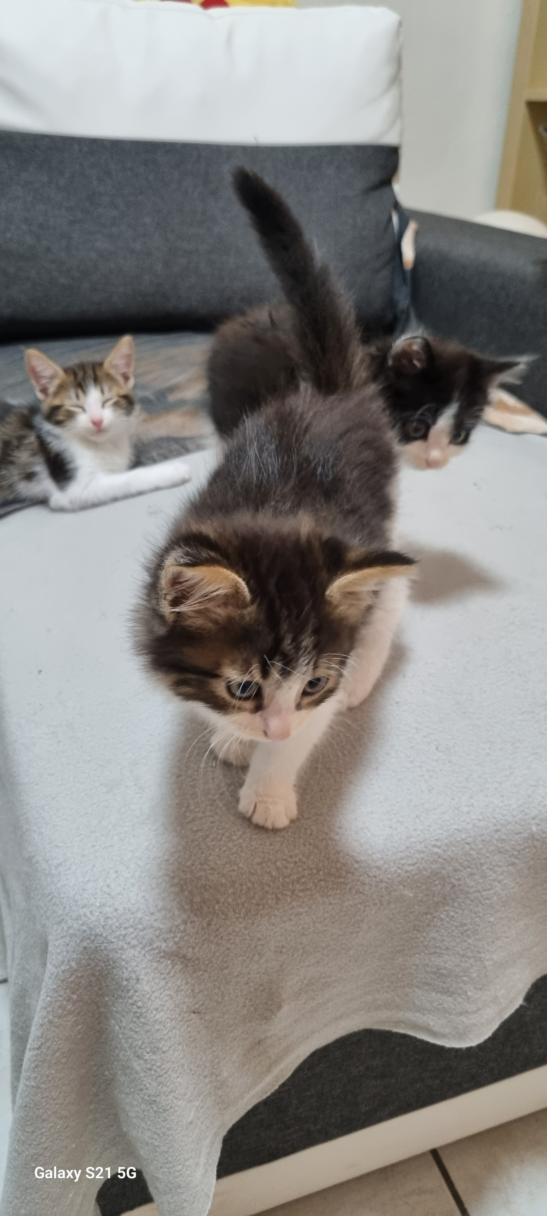 Chatons angora et européen