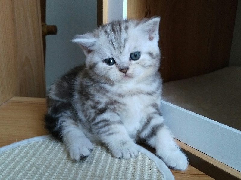 Adorable Chaton British Shorthair à vendre
