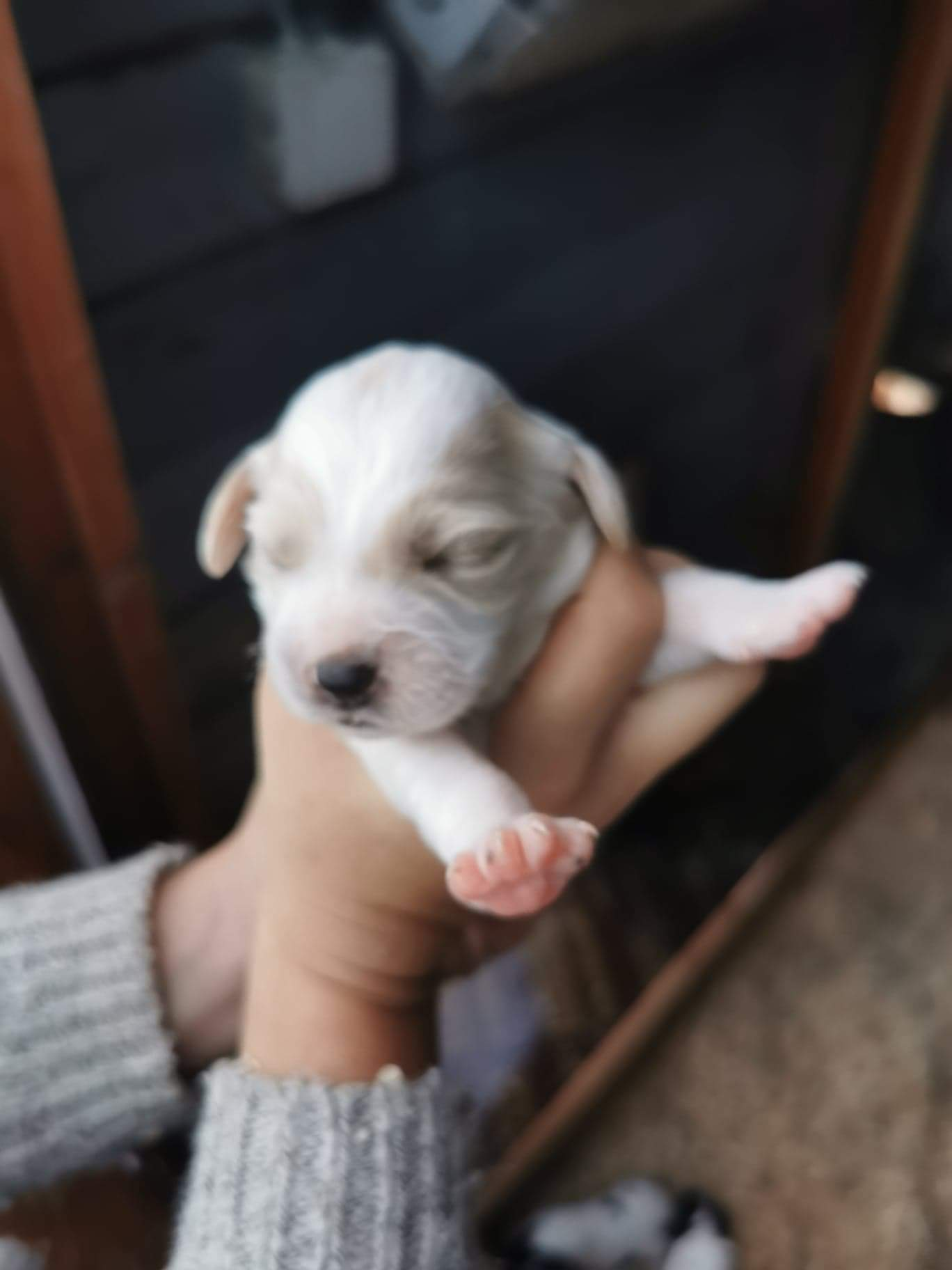 Chiots epagneul breton