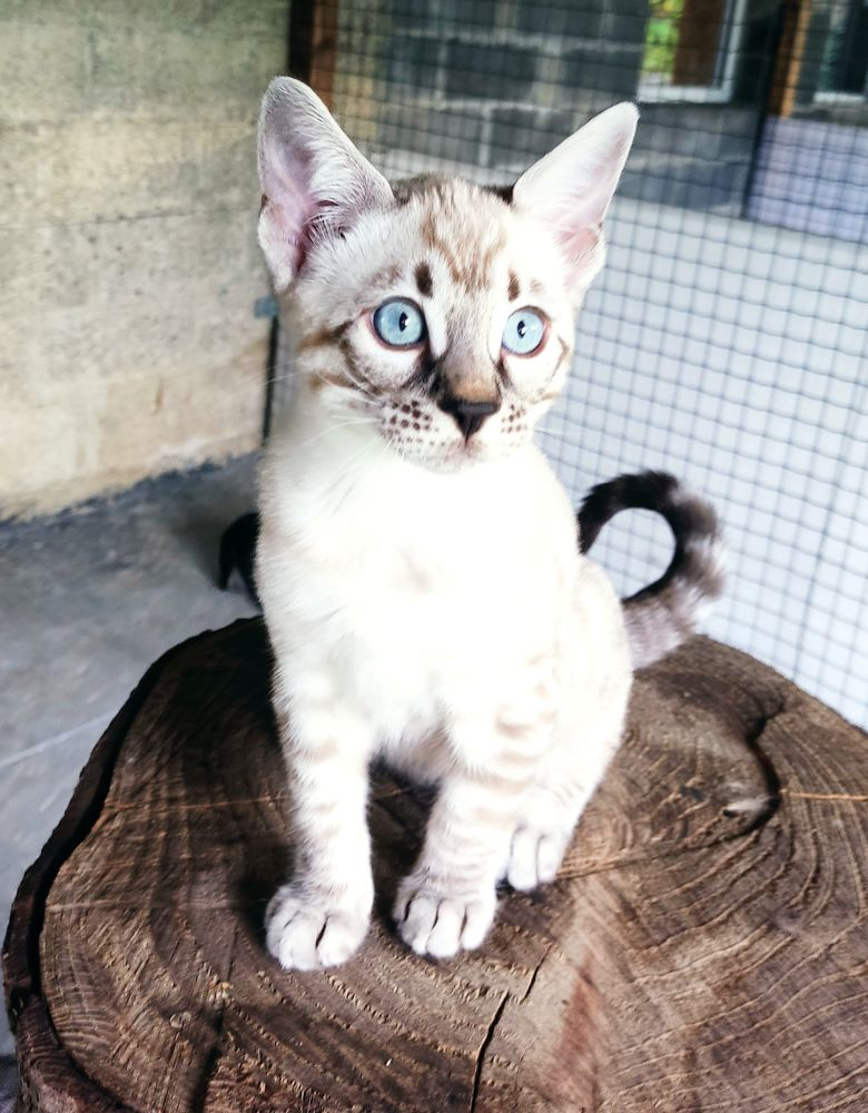 Chatons femelle