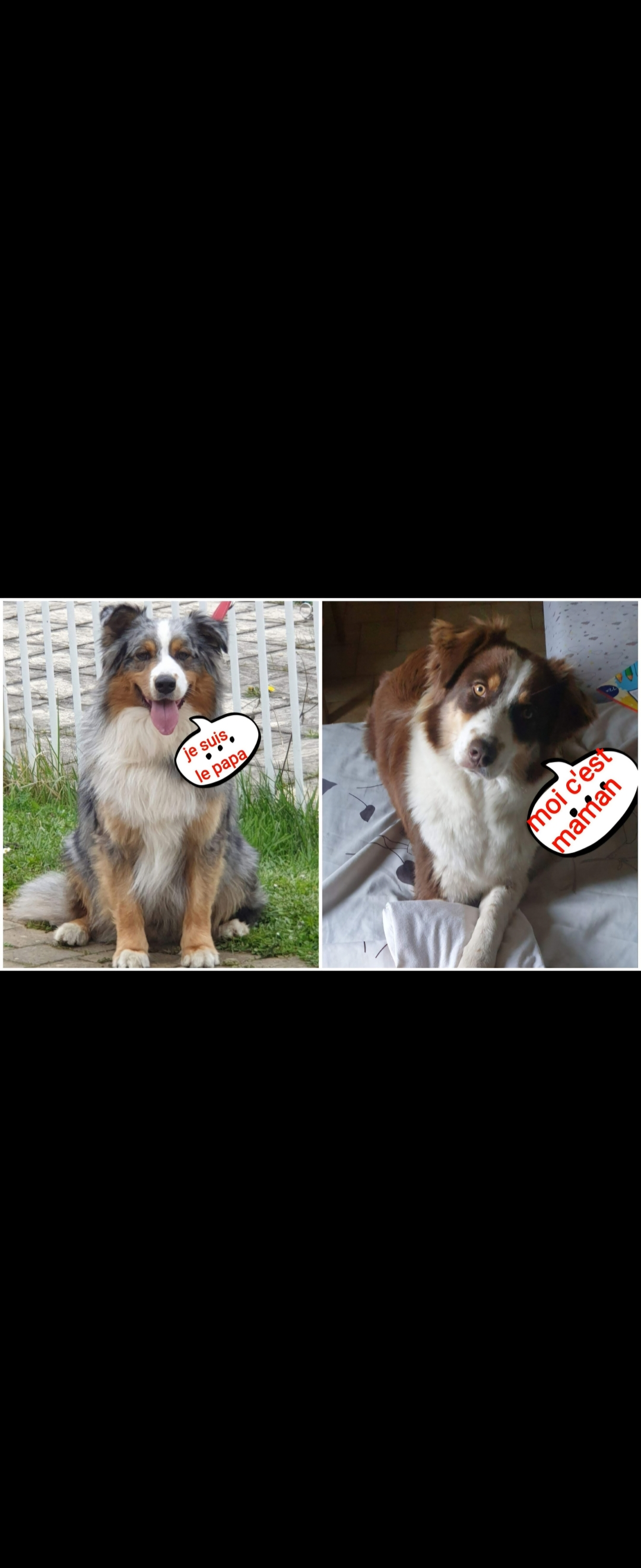 Merveilleux chiots berger australien à vendre
