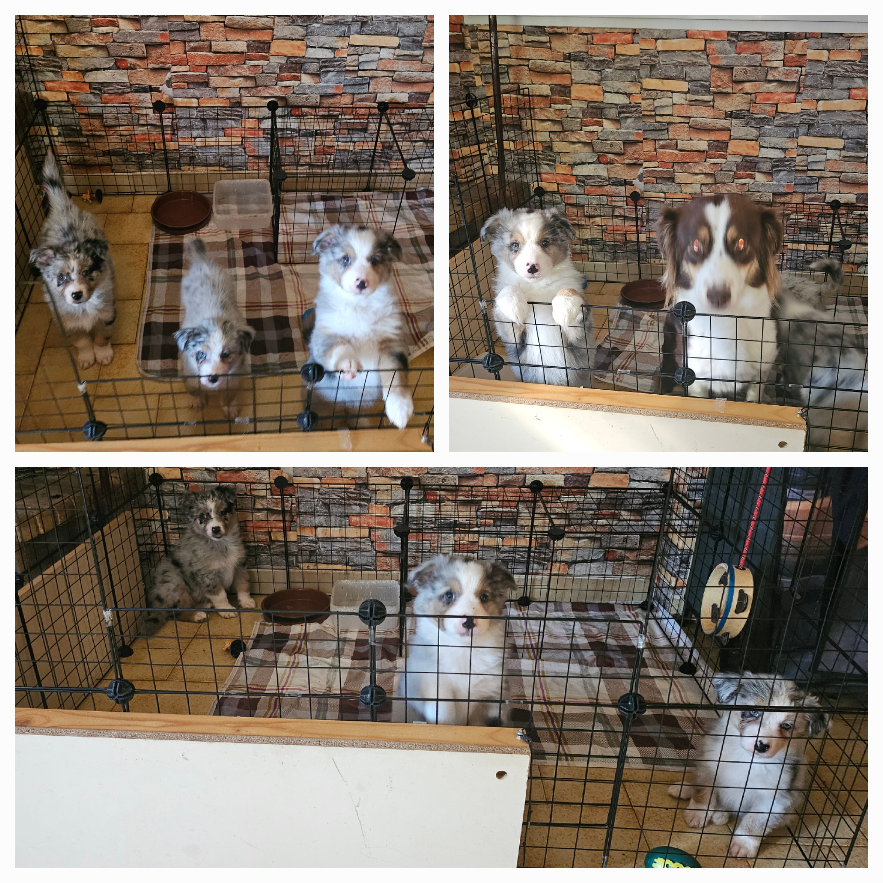 Merveilleux chiots berger australien à vendre - Miniature 3