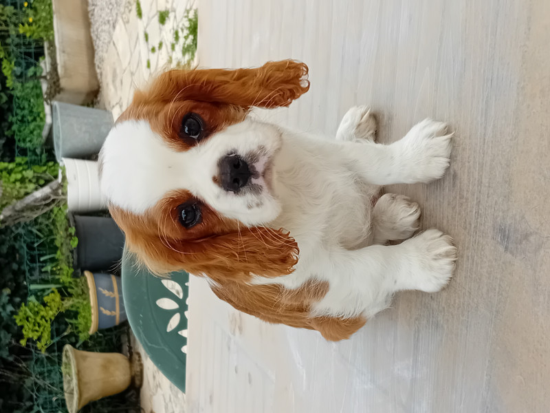 Chiots Cavalier King Charles Spaniel a donner