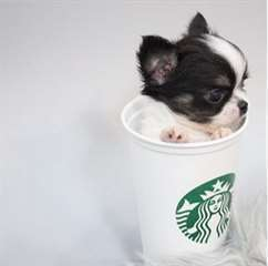 Chiot type chihuahua teacup noir et blanc à donner