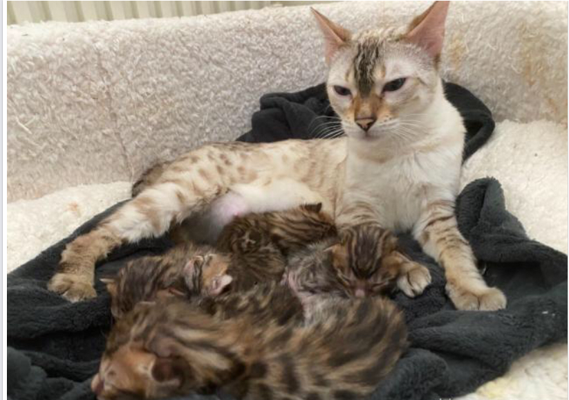 Magnifique chaton à adopter