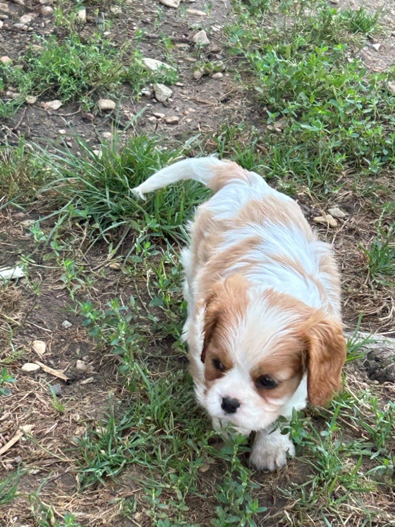 Chiot cavalier king charles