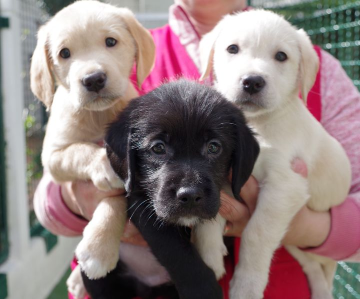 jolis Chiots Labrador lof
