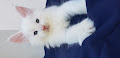 A Donner petite Chaton Maine Coon femelle