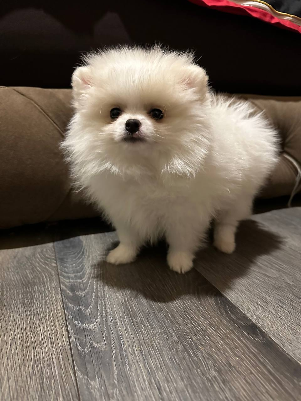 Chiots Spitz de Poméranie. Petite princesse blanche