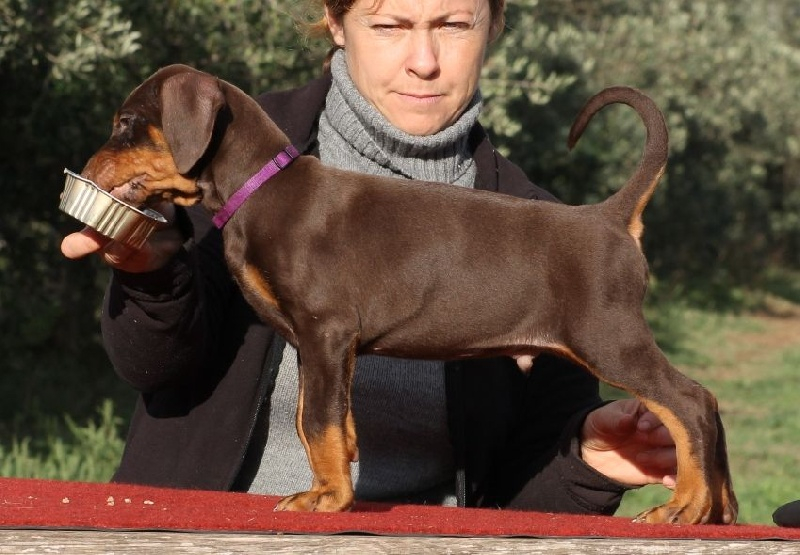 Chiots Dobermann adorable