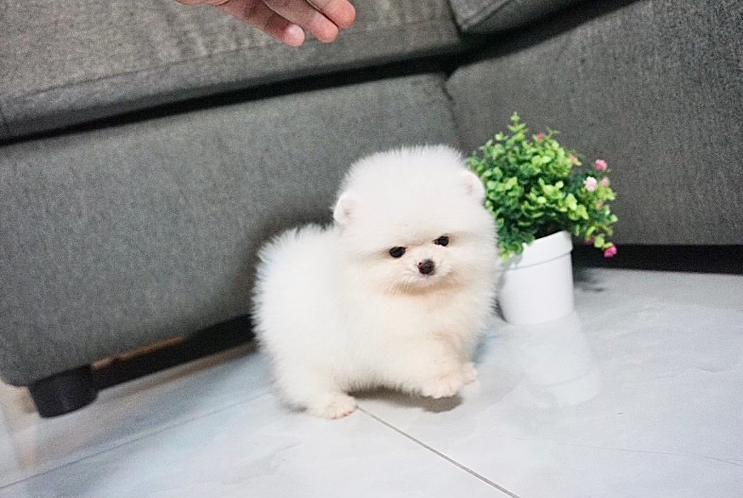 3 magnifiques chiots spitz