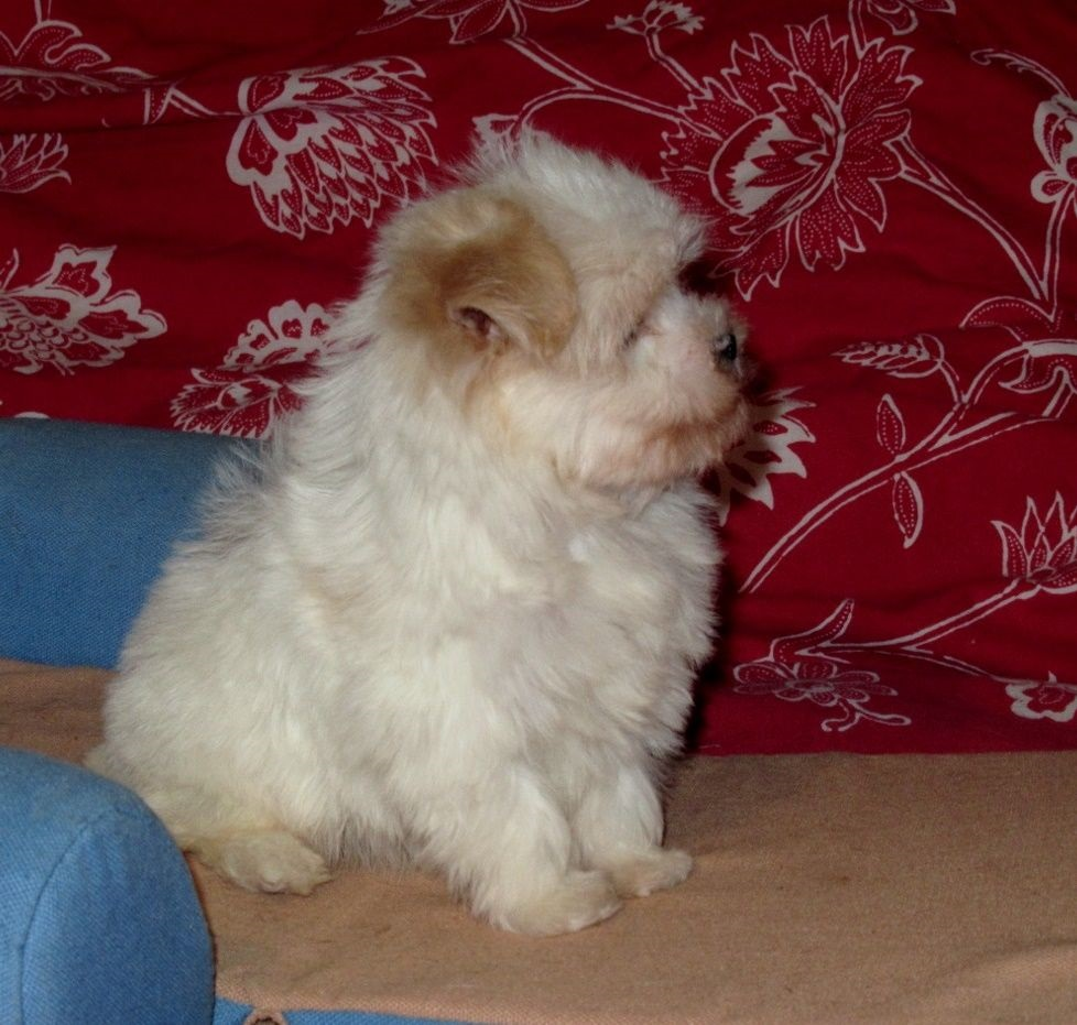 Bébé bichon adoption