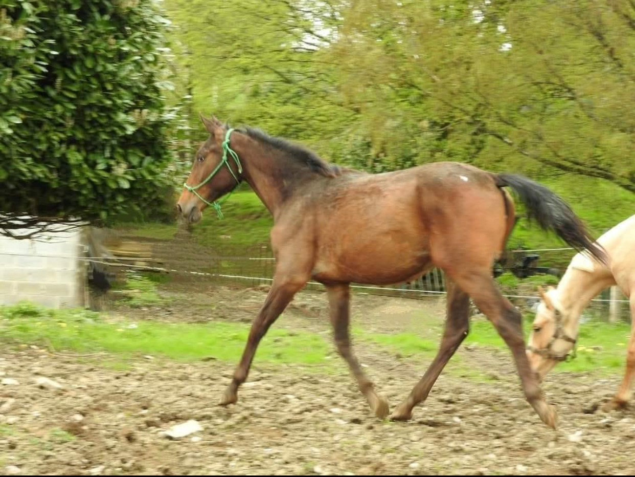 Vente de mon cheval belge