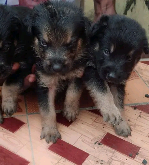 Don et vente de Chiot et de chaton