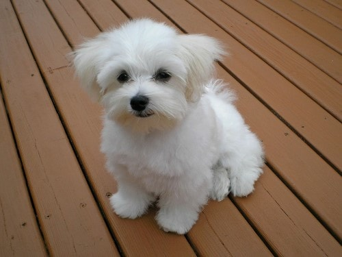 Bichon maltais
