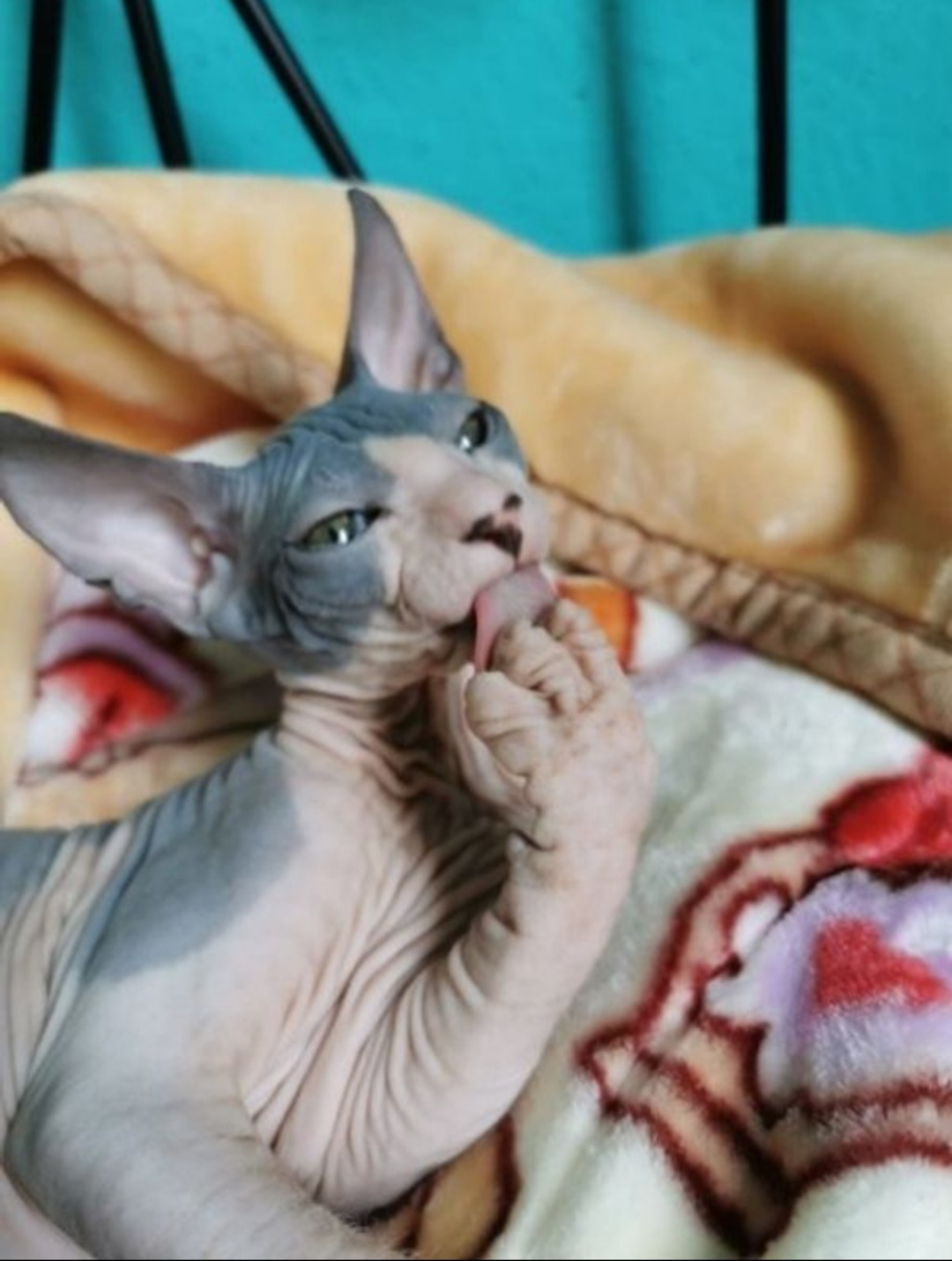 Don de SPHYNX CHATONS