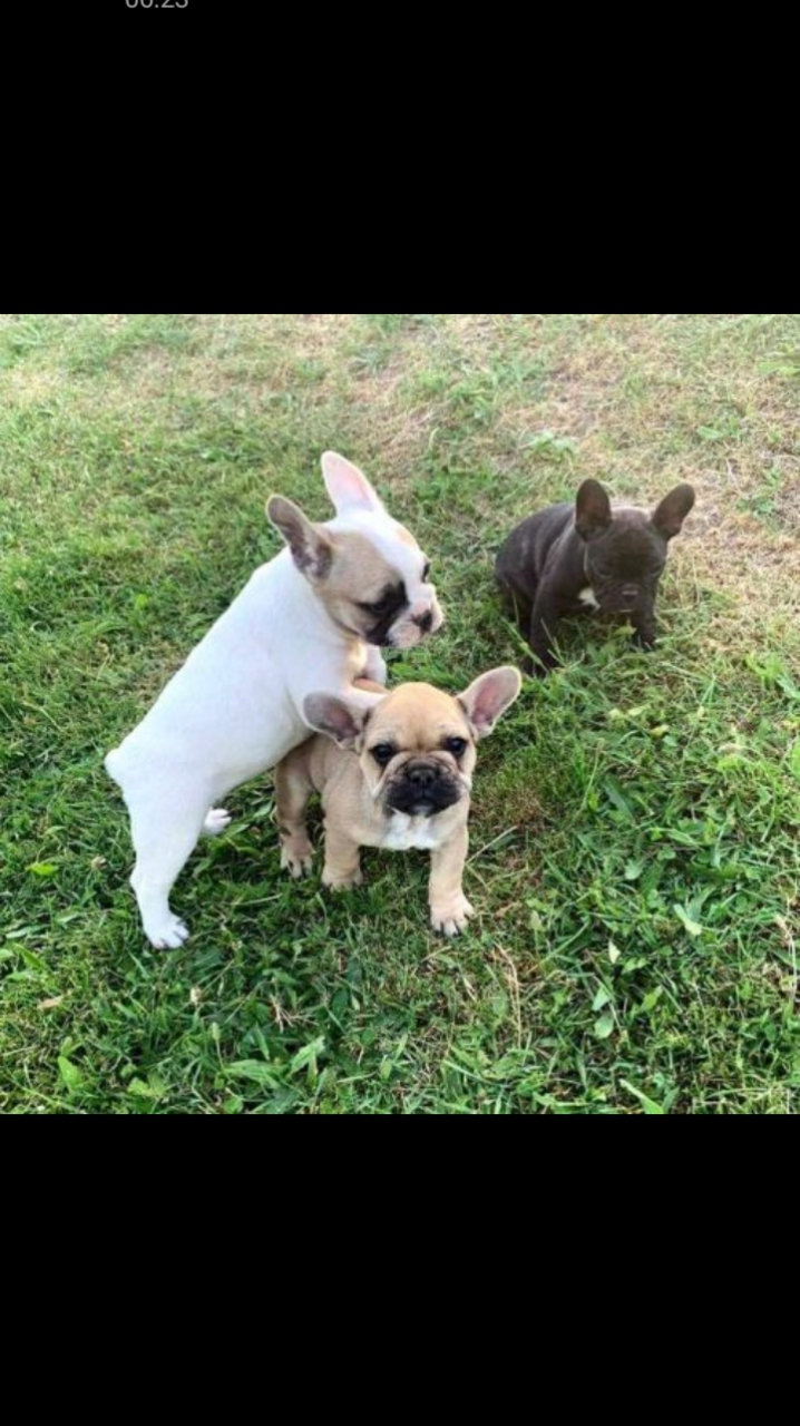 Chiots bouledogue français