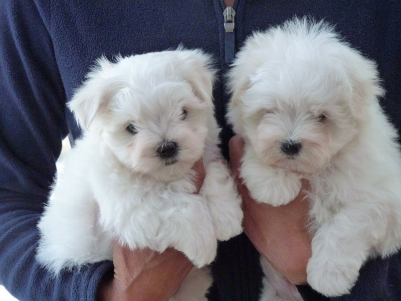 Chiots bichon maltais à vendre