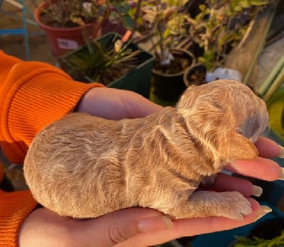A réservé magnifique caniche toy.