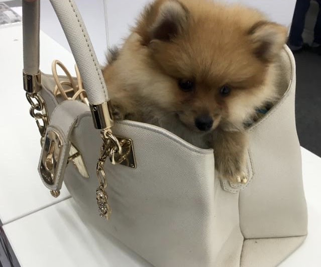 chiots spitz nain (allemand) pour adoption