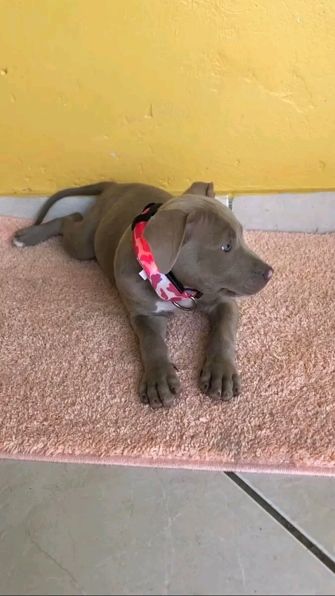 Chien Pitbull