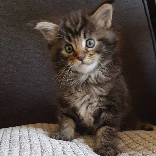 maine coon