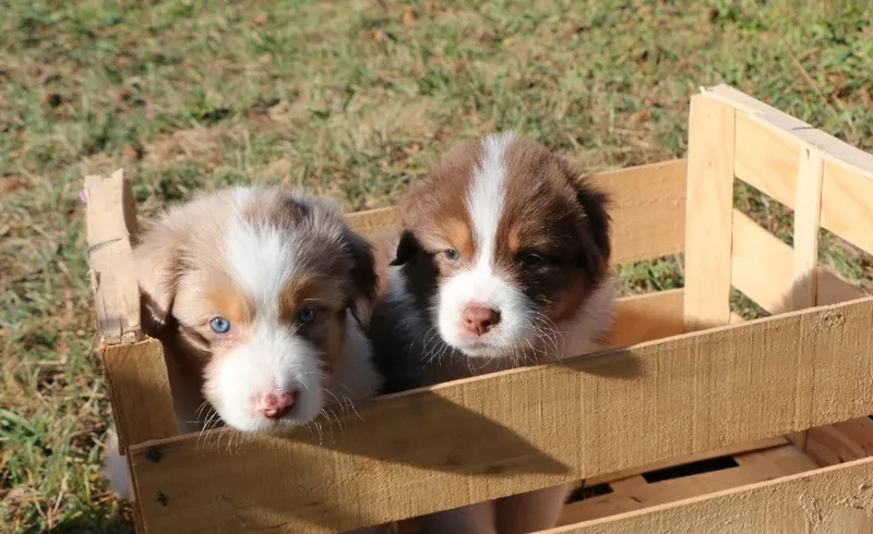 Magnifique chiots Bergers Australiens LOF à la réservation
