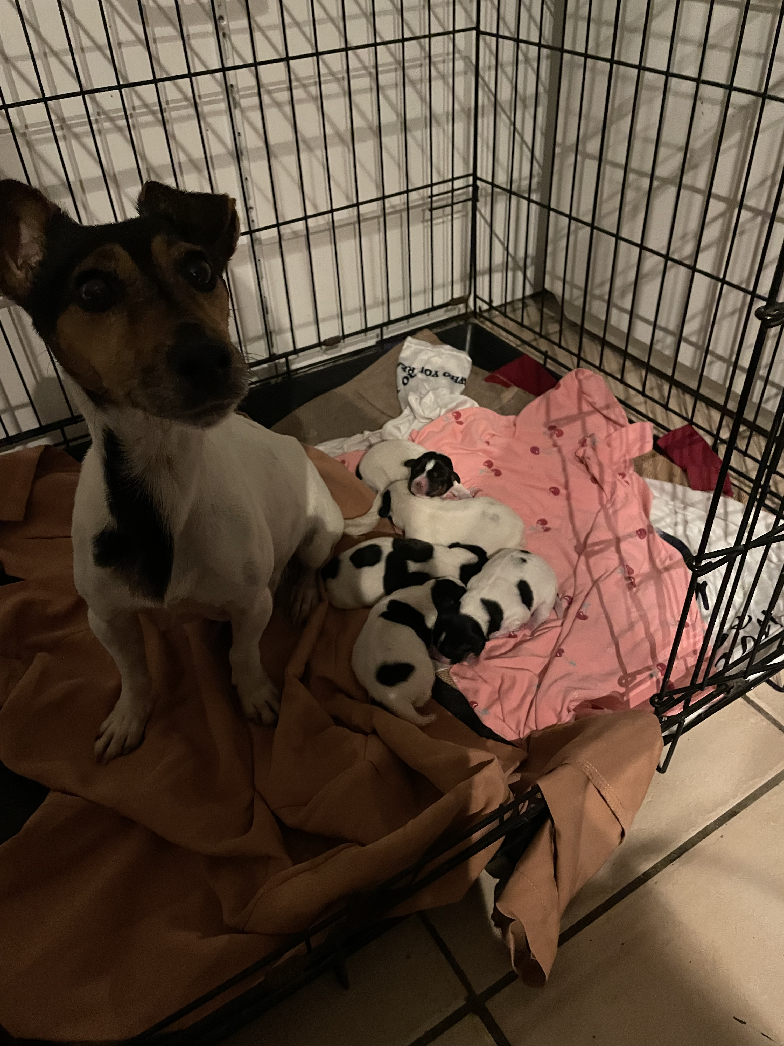 Chiot jack Russel