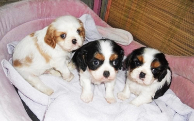 adorables chiots cavalier king charles lof