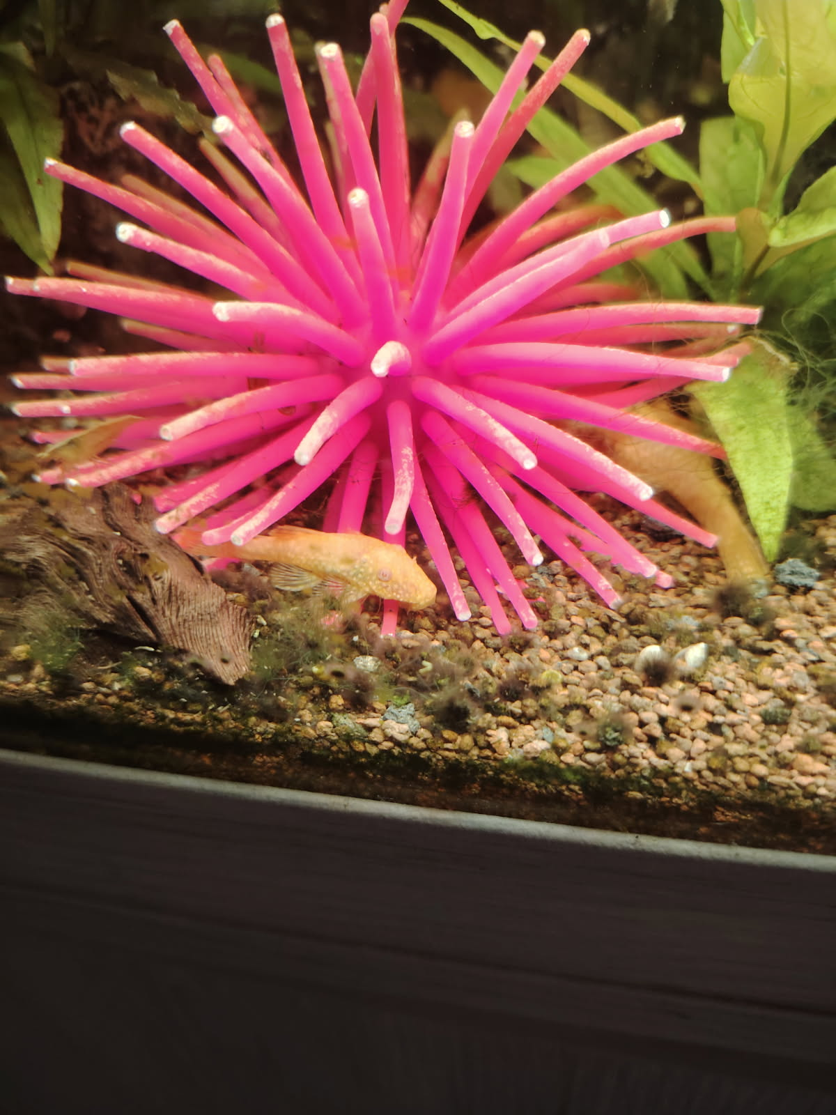 Ancistrus