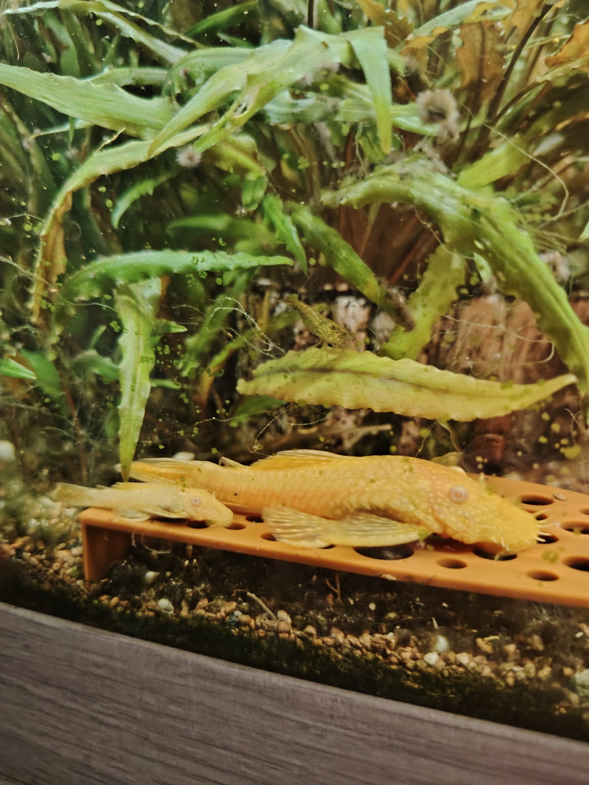Ancistrus - Miniature 5