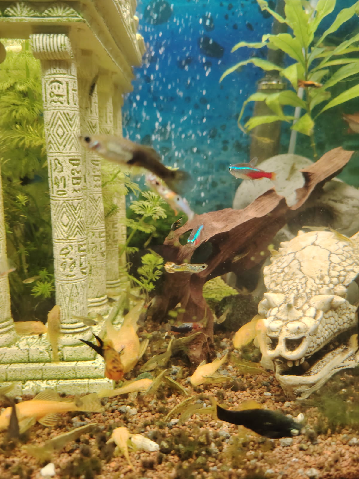 Ancistrus - Miniature 3