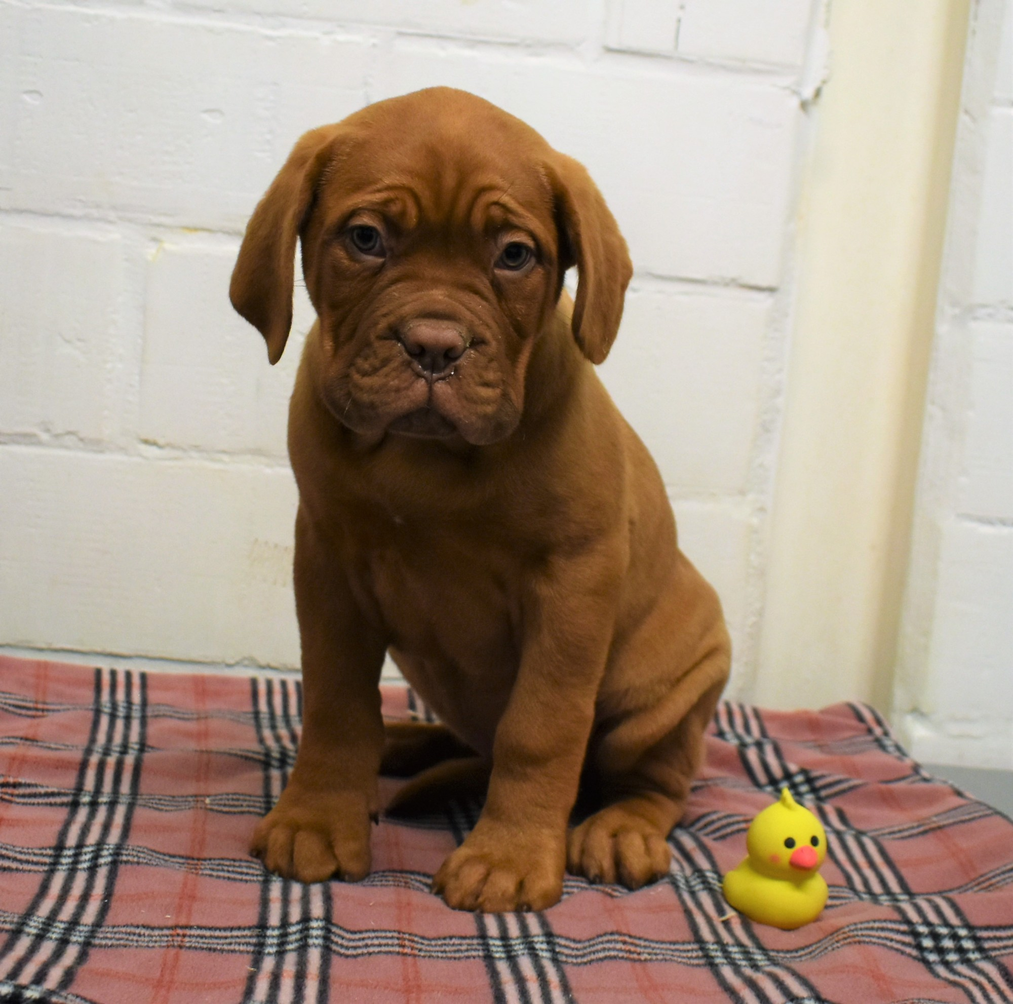 Vente de chiots chiens