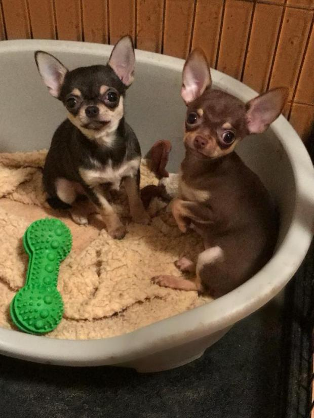 Chiots chihuahua lof