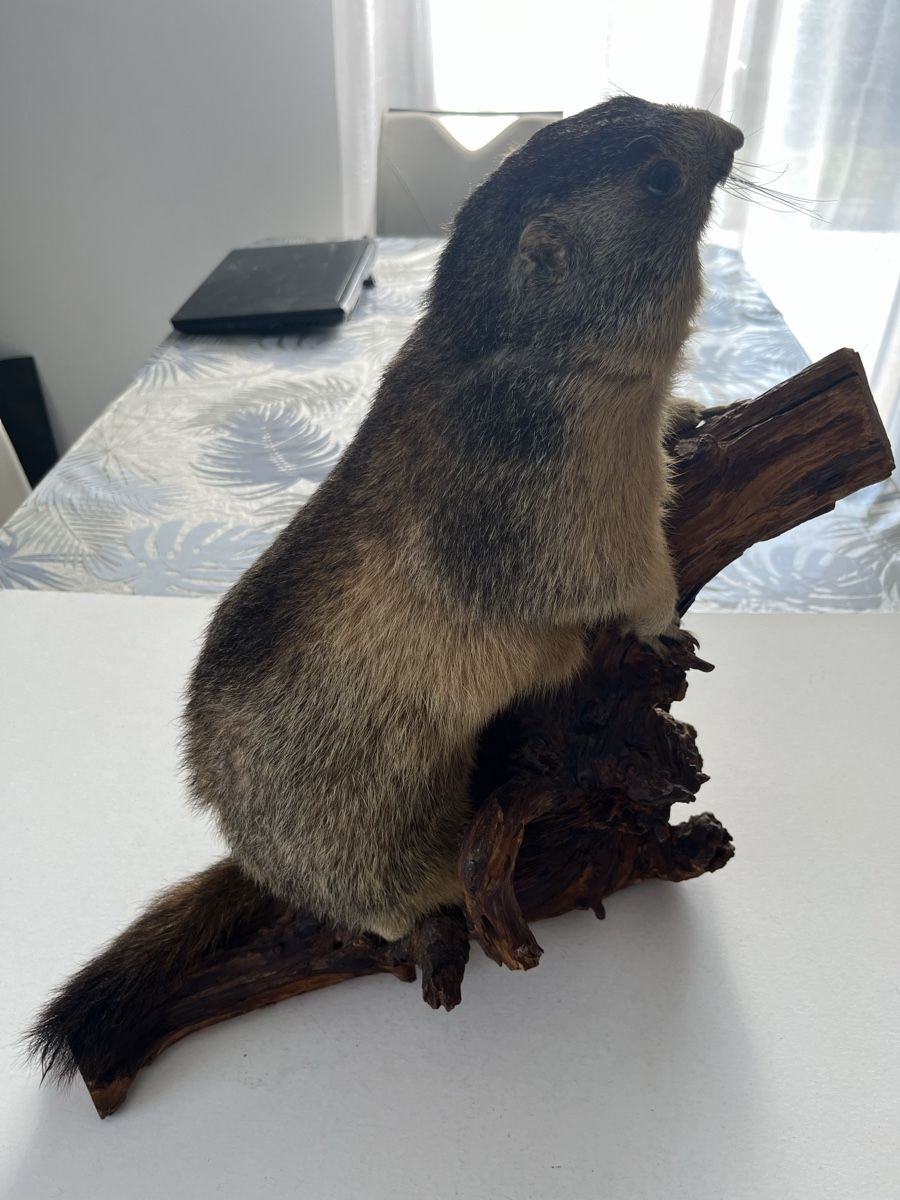 Marmotte naturalisée sur socle bois